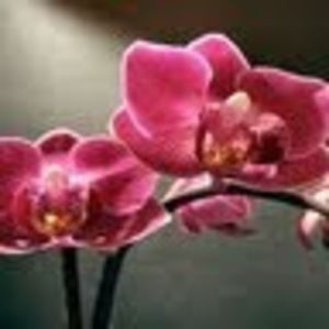 Meet your Posher, Heidi